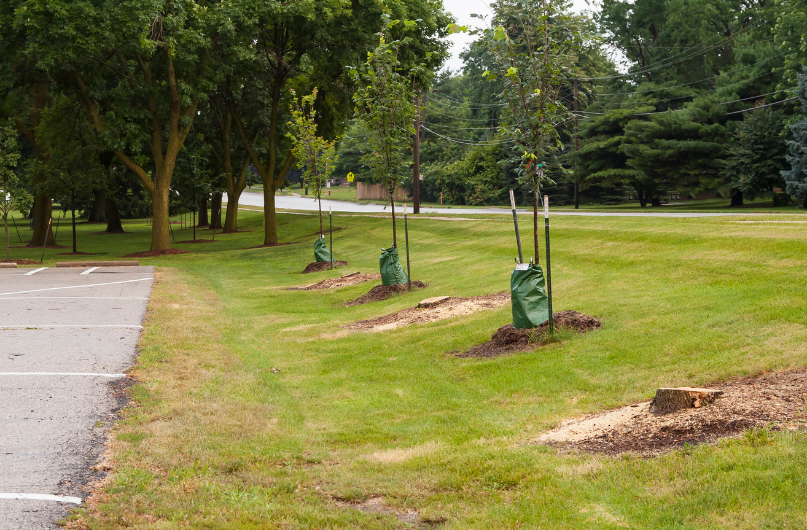 planting new tree after tree removal