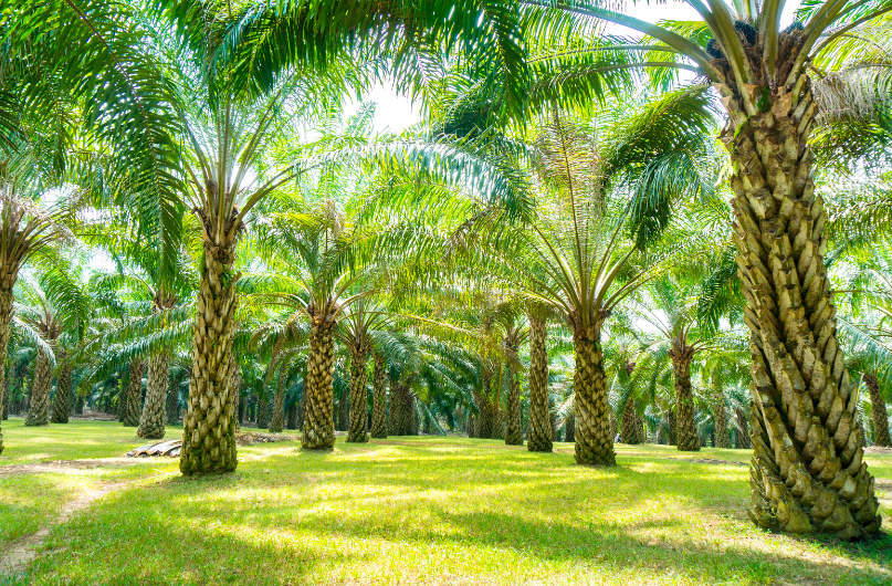 Palm trees - soil condition