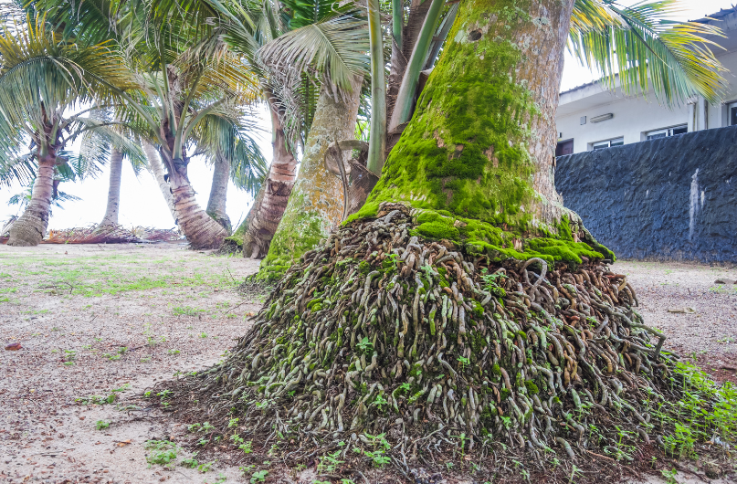 palm tree's roots