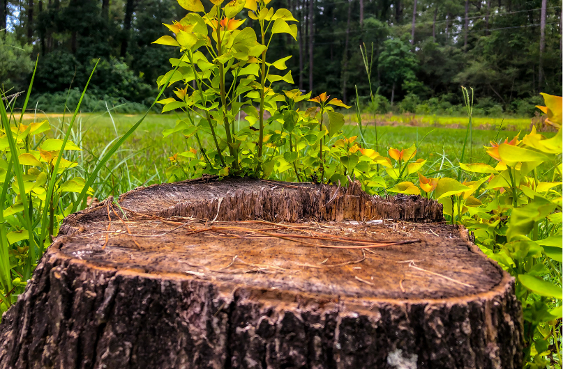 Tree regrowth timeline