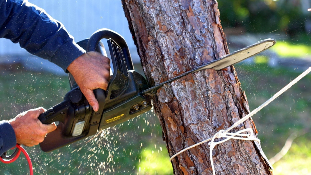 Why Choose Top Local Tree Care Experts