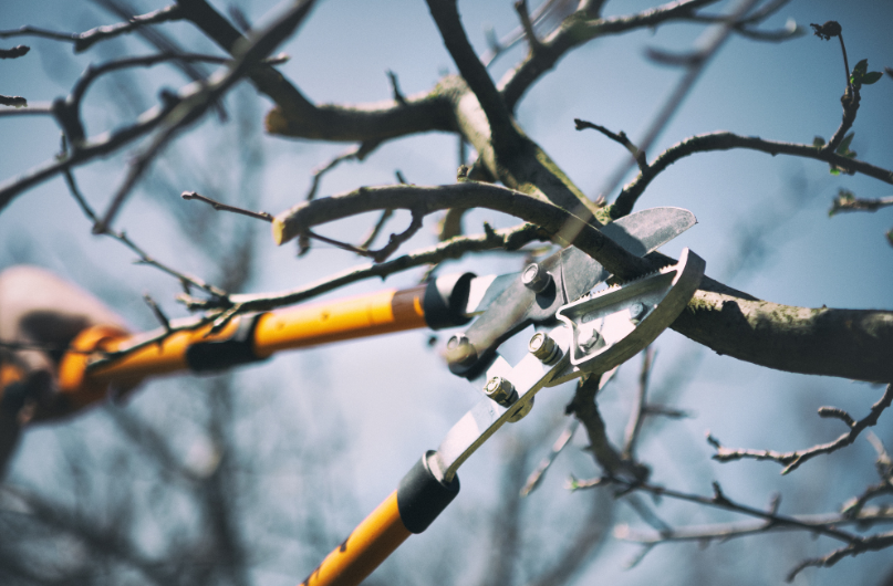 tree care